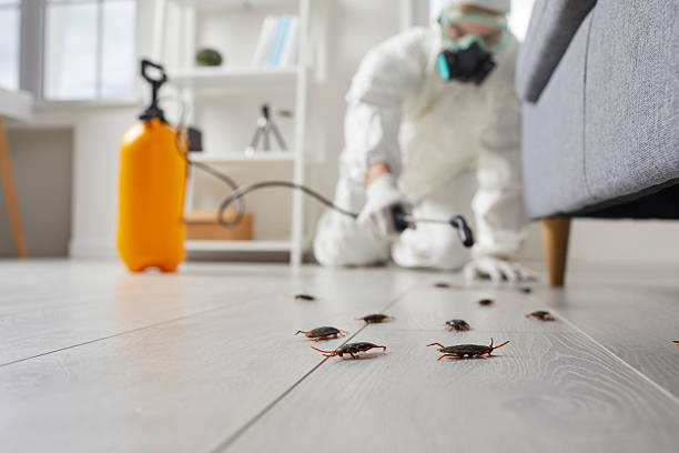 Commercial Rodent Management in Norman